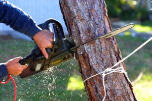 tree cutting services