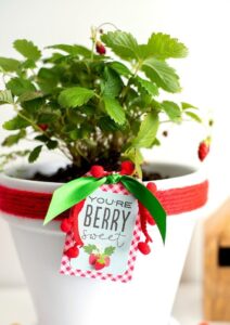 Christmas Plants Gift tags
