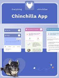 Chinchilla